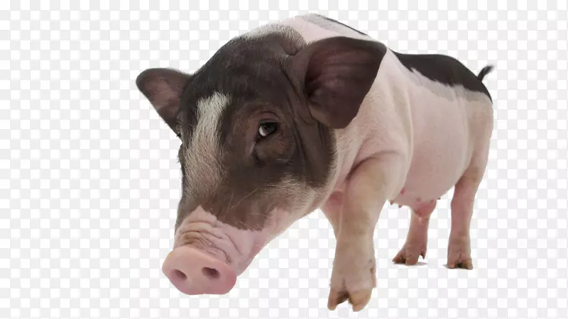 大白猪越南锅腹梅山猪坦沃斯猪宠物-宠物猪