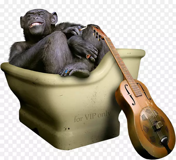 大猩猩普通黑猩猩插图-厕所大猩猩