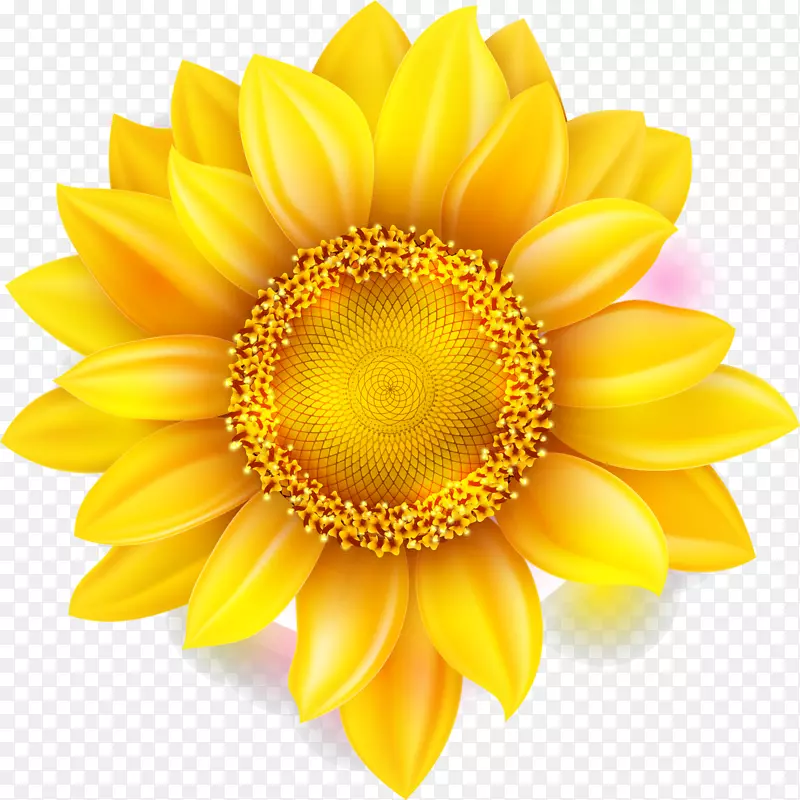 菊花-黄色向日葵
