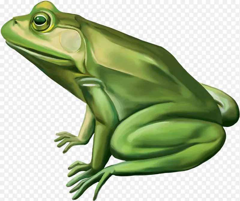青蛙鸭肉摄影剪贴画-大绿色青蛙