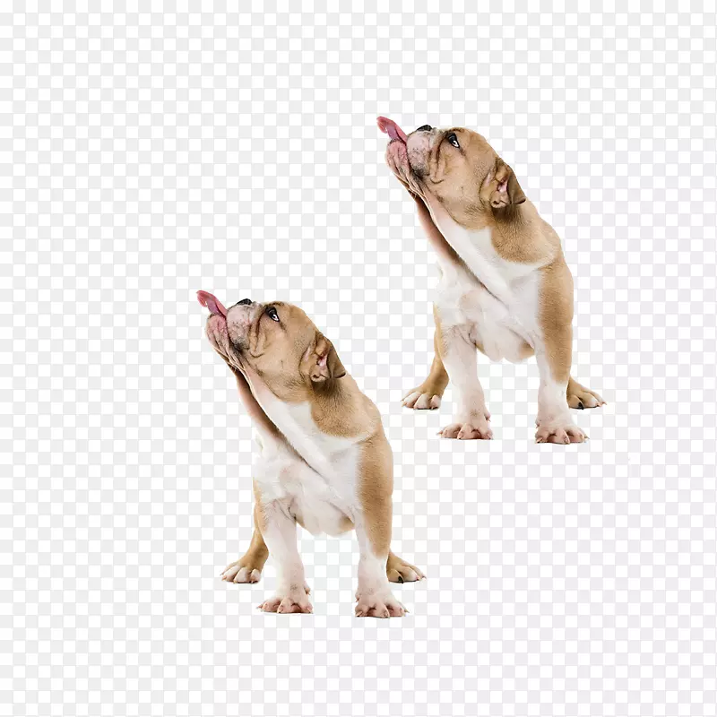 达克斯犬澳大利亚牛犬马耳他犬pekapoo小狗-小狗舌头