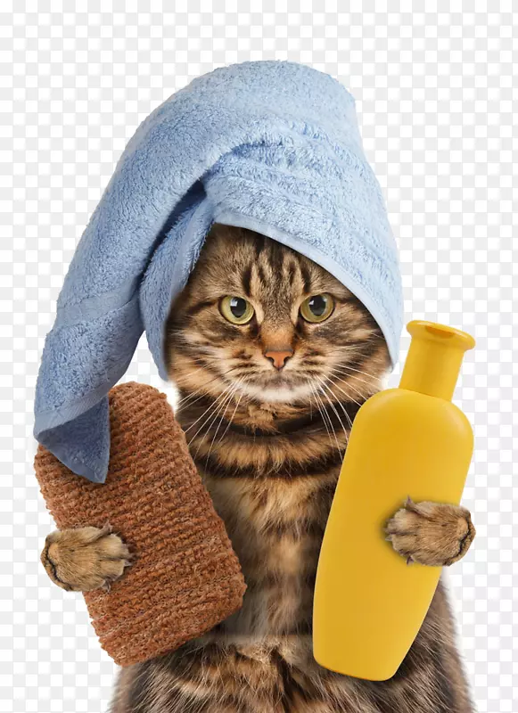 猫毛巾小猫宠物涤纶沐浴胶小猫
