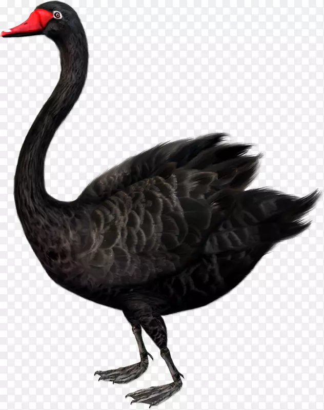 黑天鹅：极不可能的苏尼尼黑天鹅理论对艺术鹅的影响