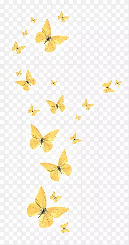 蝴蝶-金色蝴蝶