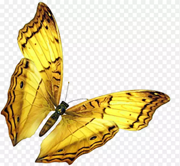 蝴蝶昆虫翅膀-金色蝴蝶