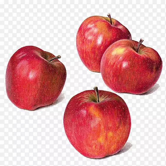 画苹果水彩画静物水彩苹果