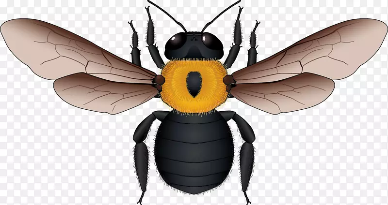 欧洲黑蜜蜂、黄蜂和黑蜂载体材料