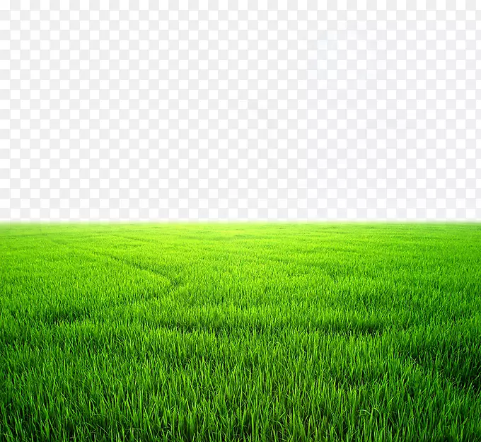 墙纸-美丽的绿色麦田