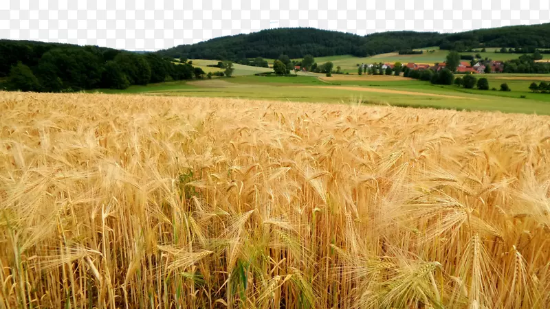 响应网页设计农业网模板系统有机农业.天然面粉金麦田