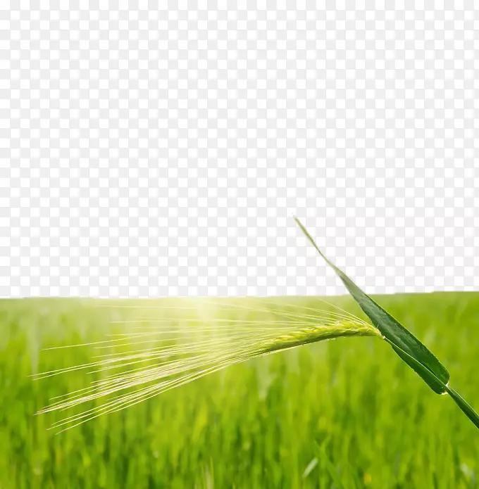 稻麦稻田-绿色稻田