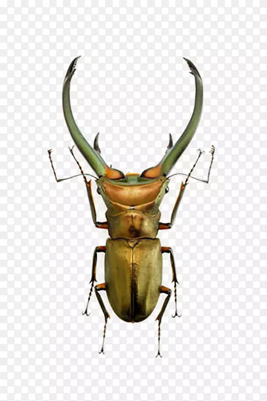 大众甲虫-绿鹿甲虫