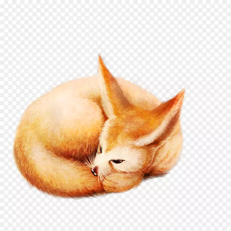 狐狸迭戈·德拉维加胡须小猫睡狐狸