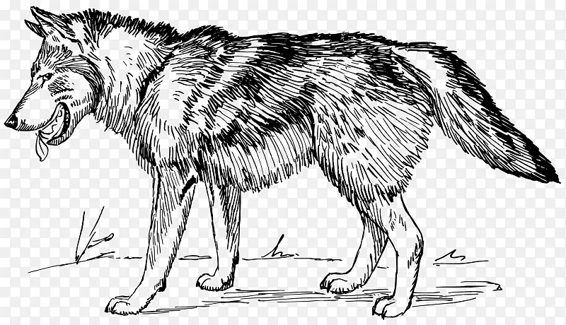 北极狼黑狼夹艺术素描狼