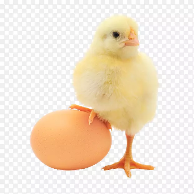 普利茅斯石鸡或鸡蛋有机食品有机鸡蛋生产-鸡蛋