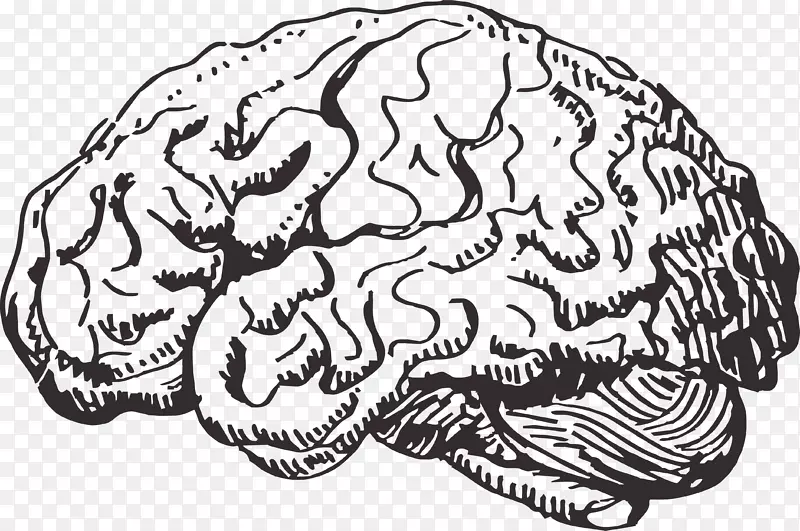 人脑信息-脑