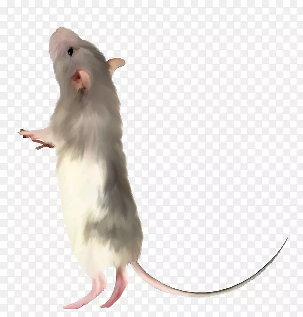 电脑老鼠-可爱的小老鼠