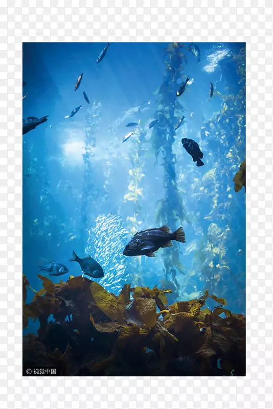 海洋生活中心海洋水下水族馆-海洋观光