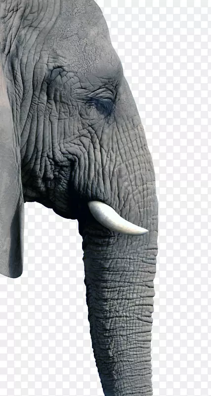 非洲灌木象狗心脏动物-大型动物园大象