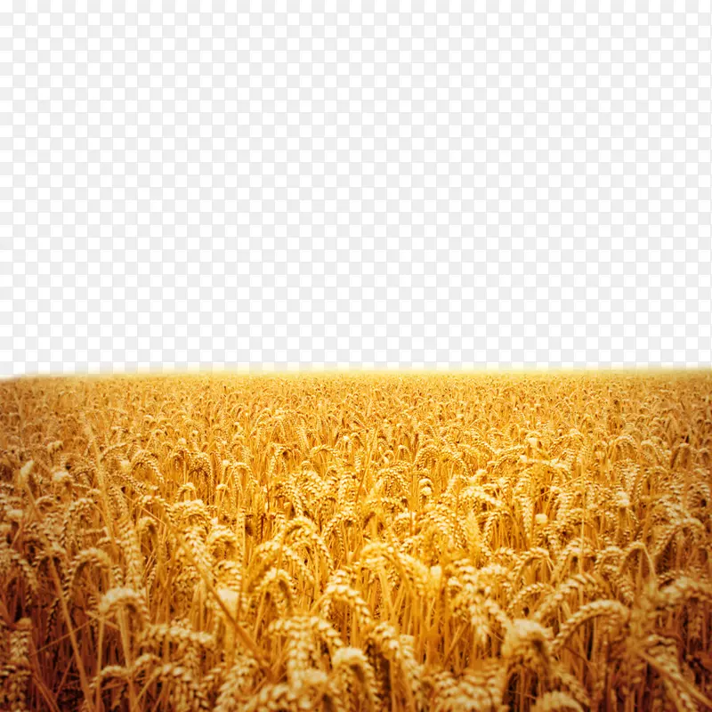 日落摄影福克-美丽的稻田
