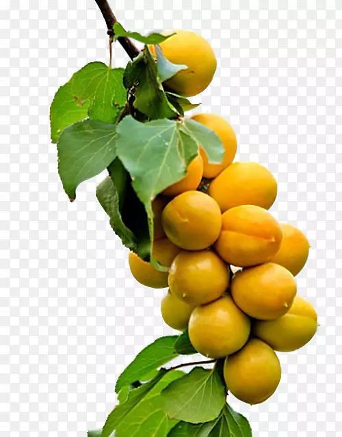 果树种子果树杏成熟杏