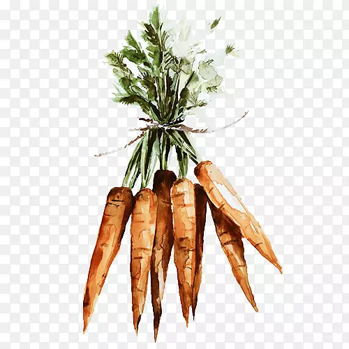 胡萝卜蔬菜插图.手绘胡萝卜