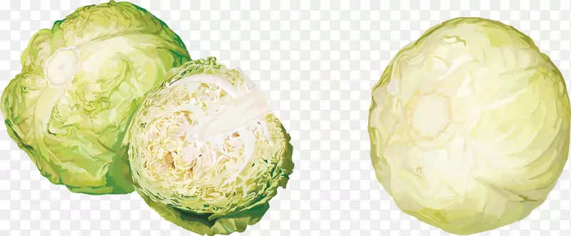 卷心菜-绿叶卷心菜