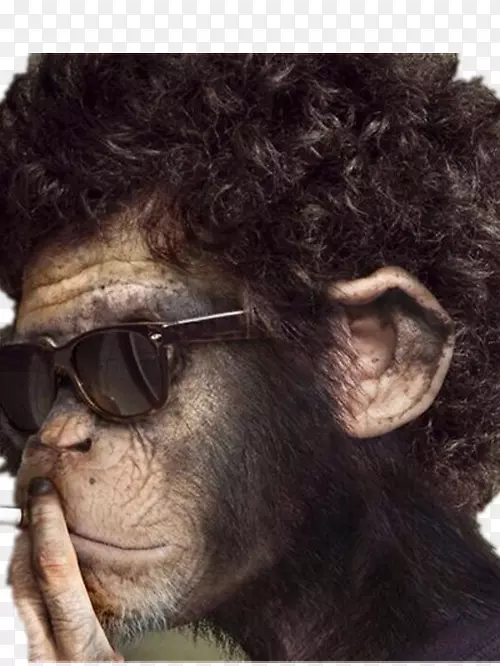 黑猩猩猴壁纸眼镜吸烟猩猩