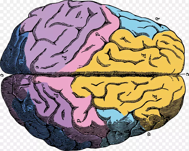 人脑神经元欧式脑