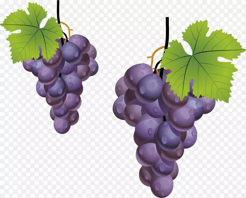 葡萄叶-葡萄，紫葡萄，水果