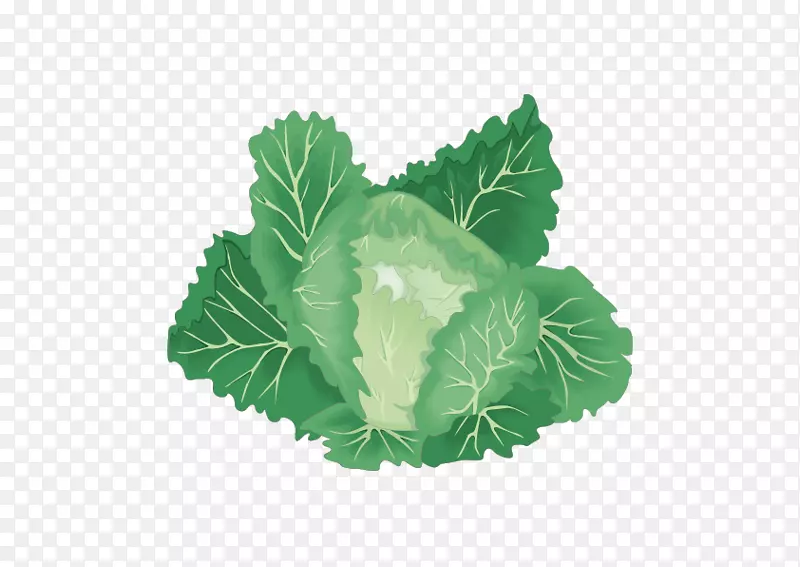 绿叶蔬菜有机食品卷心菜-玉白菜