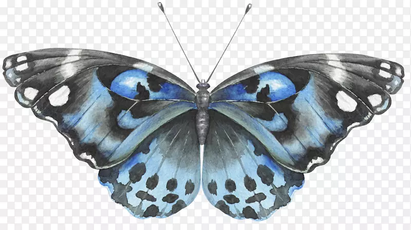 蝴蝶--蓝色蝴蝶
