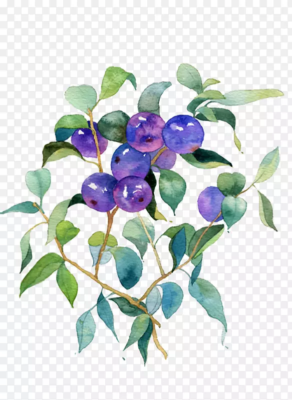 蓝莓果野生蓝莓图片材料