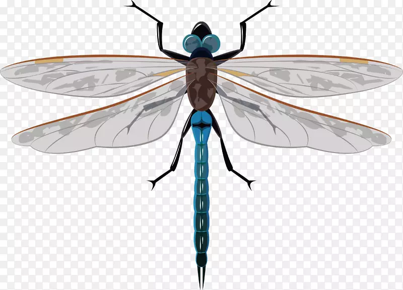 蝴蝶昆虫翼蜻蜓.手绘制的蜻蜓
