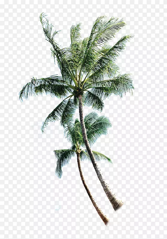 椰子树-泰国椰子树