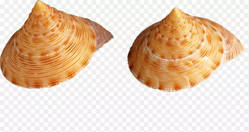 海螺蜂巢壁纸海螺壳海螺