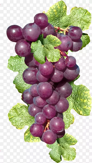 苏大拿葡萄果紫葡萄丛