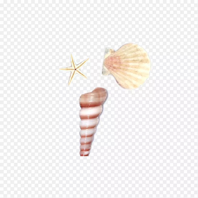 海螺贝壳海螺