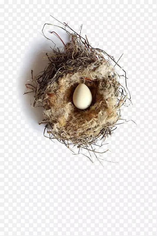燕窝西部脊椎动物动物学基础-创造巢
