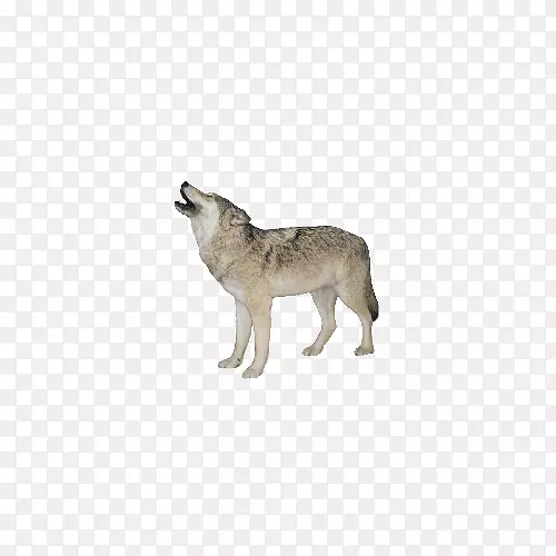 灰狼剪贴画-动物狼图片