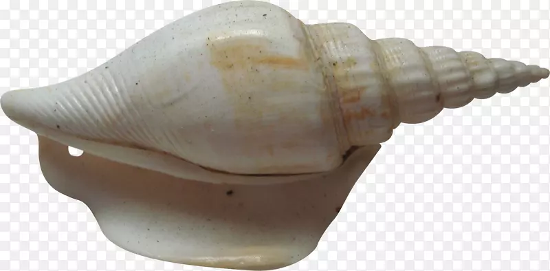 海螺形海螺