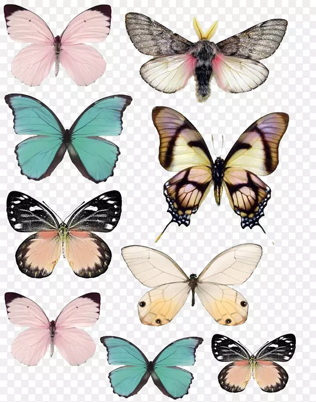 蝶形纸模板绘图-蝴蝶
