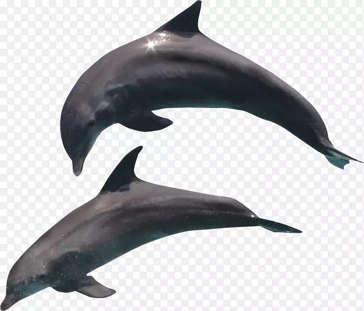 普通海豚-海豚