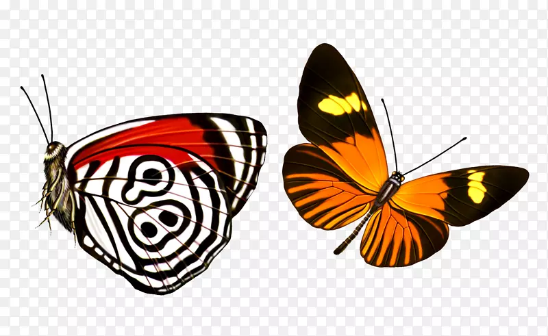 蝴蝶下载图形设计-昆虫