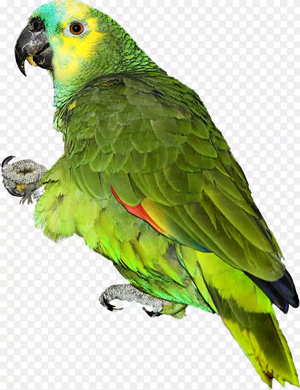 鹦鹉爱鸟绿松石面亚马逊鹦鹉
