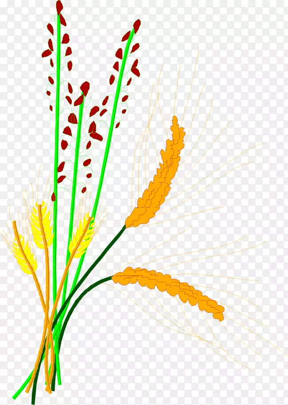 米粒剪贴画-大麦稻谷