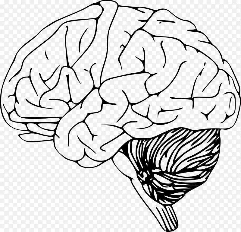 人体脑剪贴画轮廓-人脑