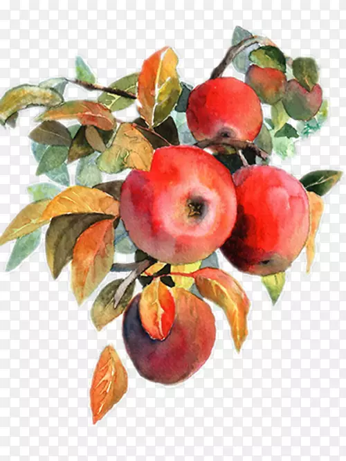 苹果水彩画水果水彩画苹果