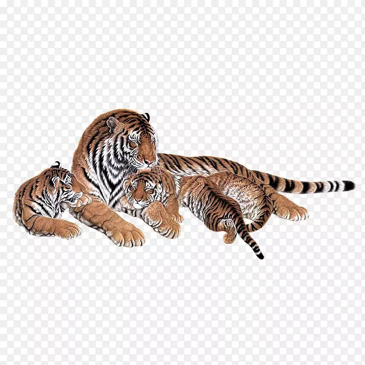 西伯利亚虎狮孟加拉虎猫动物虎
