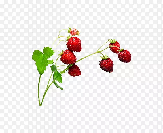 麝香草莓-草莓创意