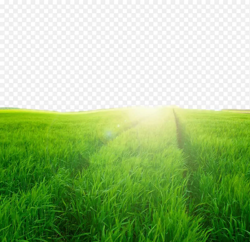 草地生态系统绿色壁纸场景观
